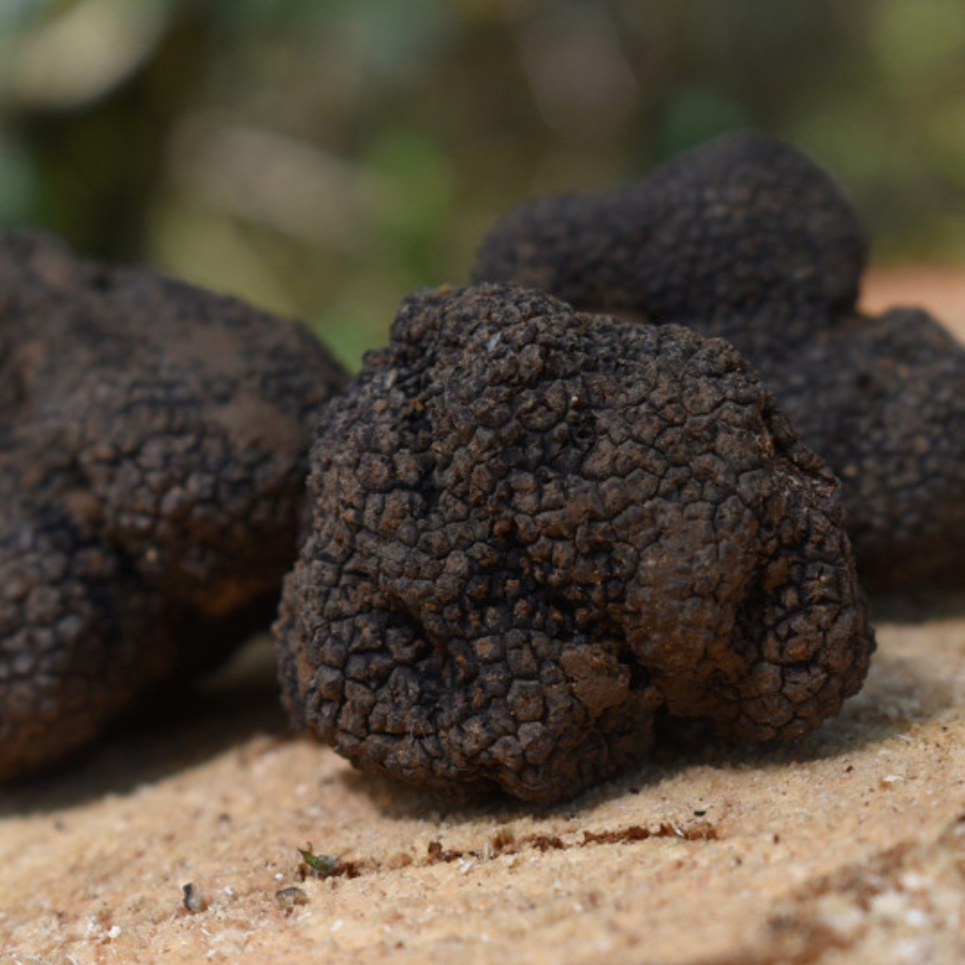 Truffe Noire du Périgord (première catégorie )